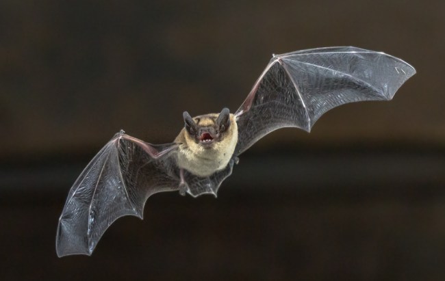 nba bat rabies