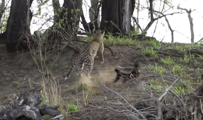 Honey Badger attacks leopard saves baby