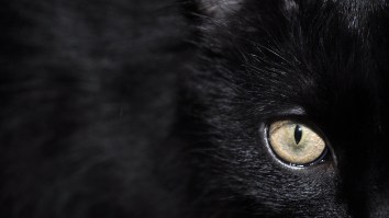 A Majestic Rare Black Leopard Was Photographed In Africa For The First Time In 100 Years And It Looks Metal AF