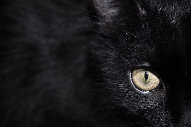 Cat is standing and watching with omly one eye