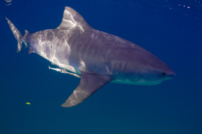 Tiger Shark