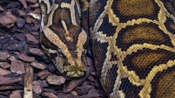 Enormous Florida Alligator Destroys A Giant Python In A Scene That Looks Straight Out Of ‘Jurassic Park’
