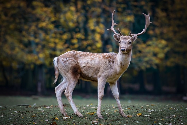 zombie deer