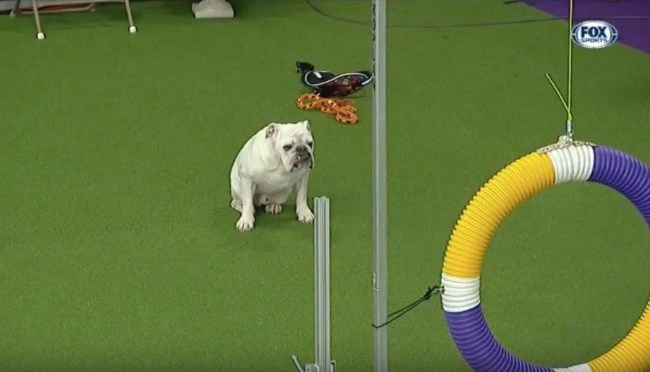 Rudy the Bulldog