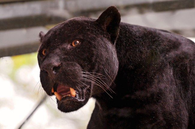 Woman attacked by jaguar while taking selfie at Arizona zoo