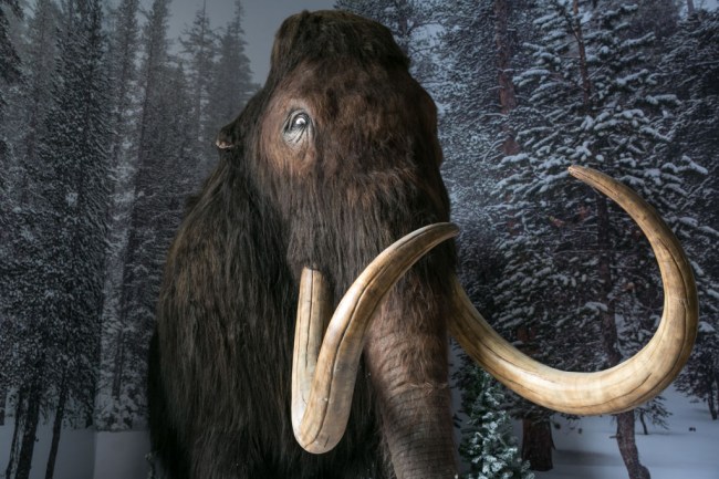 Scientists Revive 28,000-Year-Old Woolly Mammoth Cells in Mice