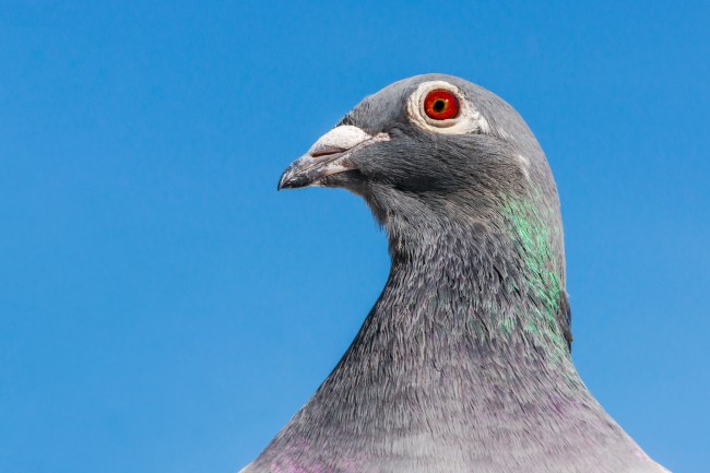 Portrait of a racing or homing pigeon looking into the camera.