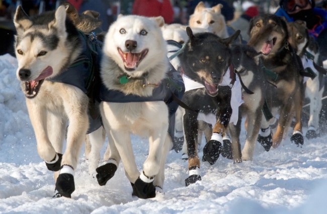 Iditarod Dog Sledding Race Alaska Racing Dogs