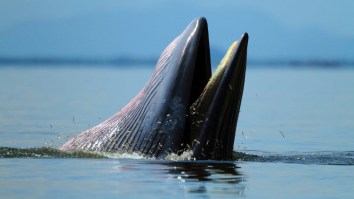 Diver Survived After Being Swallowed Headfirst By A Whale And Someone Actually Captured Footage Of It All