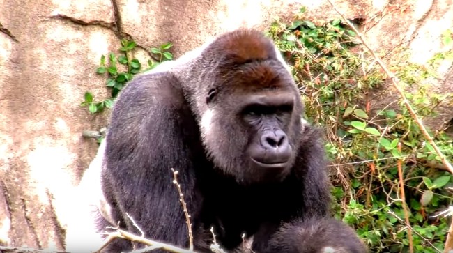 RIP Harambe Song By Elon Musk
