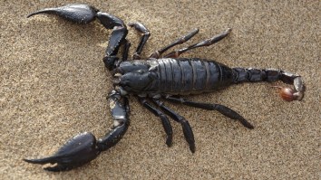Woman Stung By An MFing Scorpion On An MFing Plane
