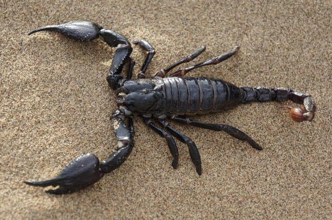 scorpion bites passenger on airplane flight