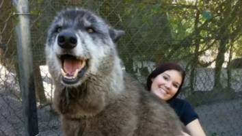 Yuki The Rare Wolfdog Hybrid Goes Viral Because He Is So Big That People Think He Is Fake