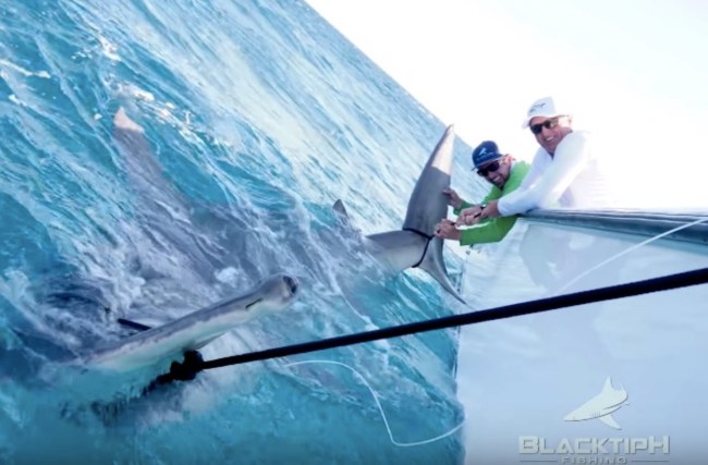 Greg Norman world record hammerhead shark