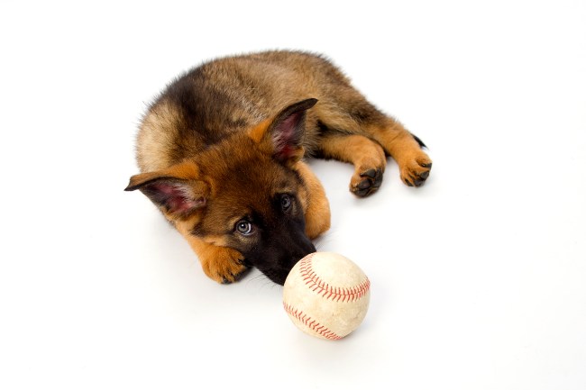 German shepherd puppy and baseball