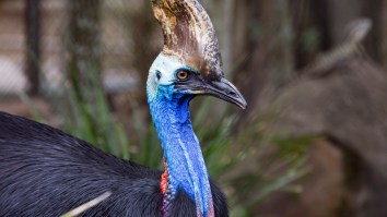 The ‘World’s Most Dangerous Bird’ That Killed It’s 75-Year-Old Owner Will Now Be Sold At Auction