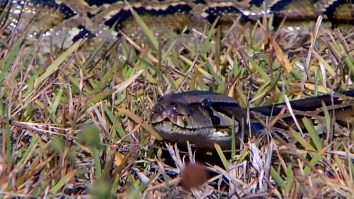 Massive Record-Setting 17-Foot-Long, 140-Pound Python Found In Florida And It Has 73 Gigantic Snake Eggs