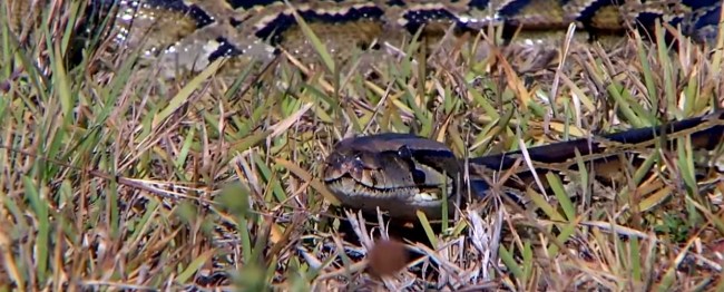 Scientists just captured a record 17-foot-long python in Florida