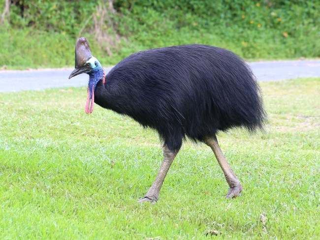 Southern Cassowary Bird Kills Florida Man