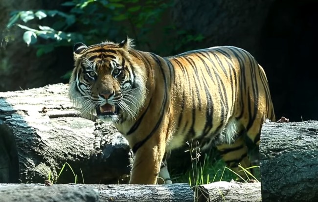 Sumatran Tiger Sanjiv attacks worker at Topeka Zoo