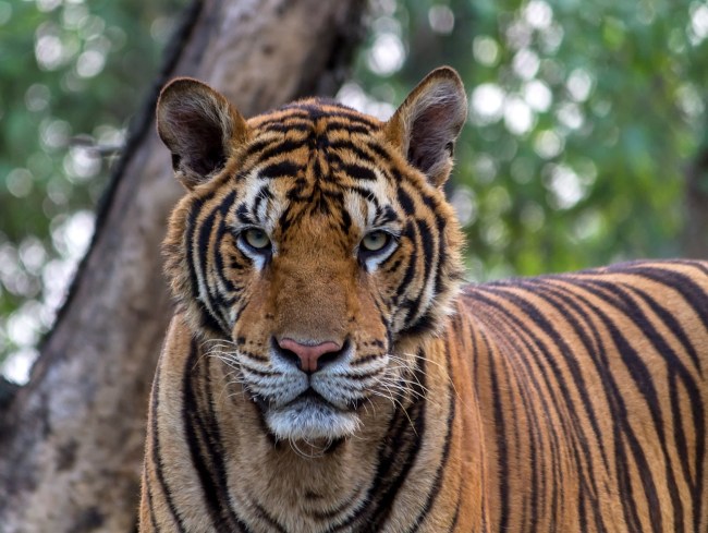 Bengal tiger attacks former Las Vegas illusionist at Arizona wildlife sanctuary