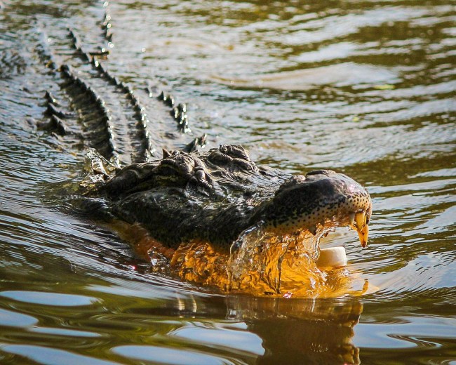 Meet Woman Who Had Alligator In Her Yoga Pants