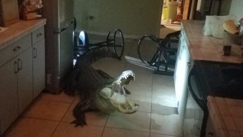 11-Foot Alligator Smashes Window, Breaks Into Florida Home And Goes For The Wine