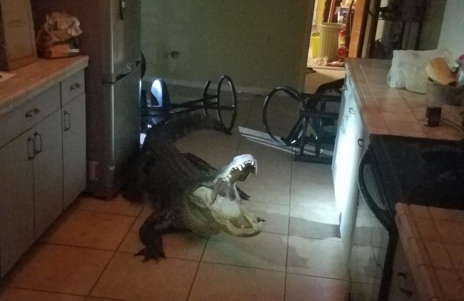 11-foot alligator breaks into home in Clearwater, Florida