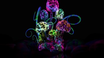 Denver Is Voting To Become The First U.S. City To Decriminalize Magic Mushrooms