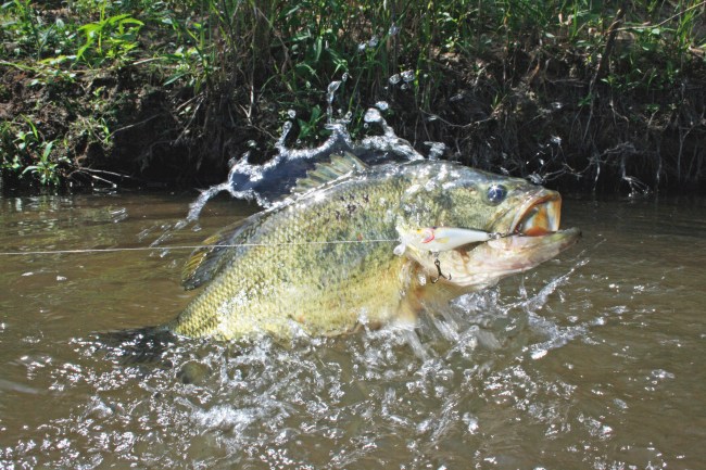 largemouth bass fishing