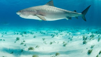 Huge Tiger Shark With Teeth Removed And Stomach Cut Out Washes Up Off Hilton Head Coast
