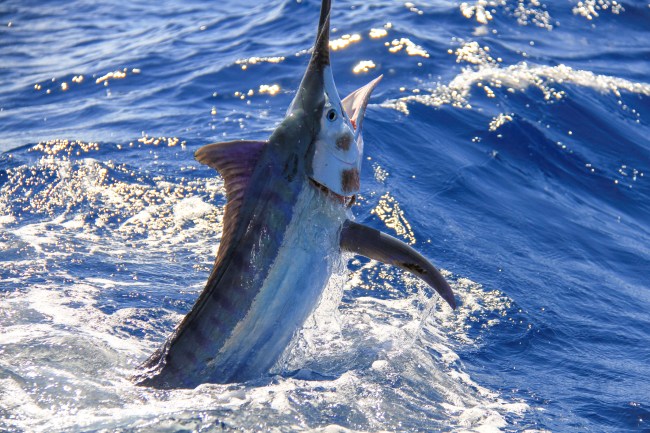 black marlin fishing