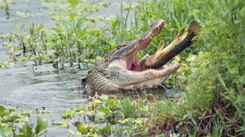 Family Finds A Live Alligator Riding An Alligator Pool Toy Because Florida Cannot Just Chill For One Minute