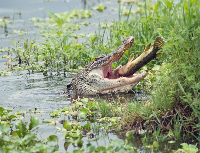 Florida alligator eating fish