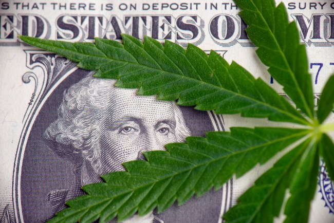 marijuana industry cannabis dollar