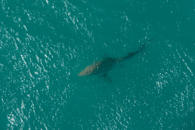 Photos show people in ocean at South Carolina beach with sharks close by goes viral.