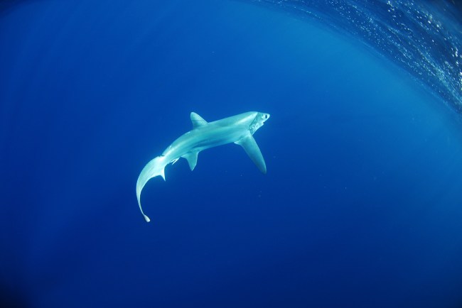 Bigeye Thresher Shark