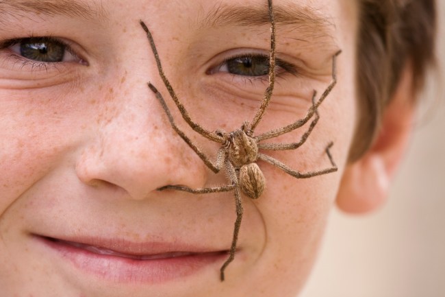 spider on boy's face