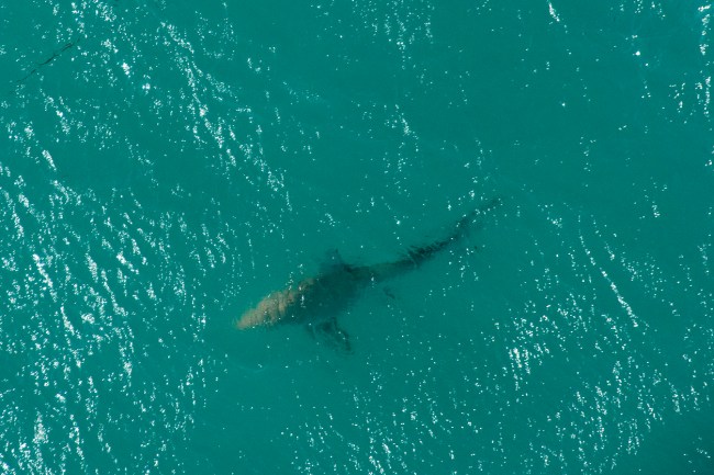 Video shows shark circling woman swimming at Panama City Beach
