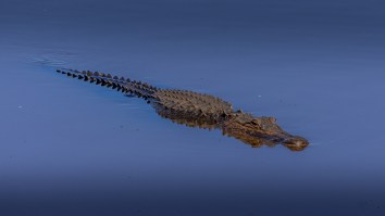 Sleeveless Florida Man Smoking A Cigar Walks Into A Pond And Rescues His Puppy From The Jaws Of An Alligator