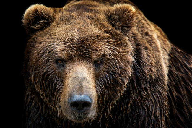 Russian man allegedly found alive in a bear's den a month after the beast attacked him and dragged him to its lair in SIberia and survived by drinking his own urine.