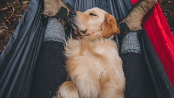 HEMP FOR DOGS: How Pup Science Joint + Probiotic + Hemp Oil Keep Your Favorite Pup Happy And Healthy