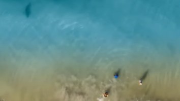 Dad Spots Shark On Drone And Runs To Get His Children Out Of The Water In World’s Shark Attack Capital