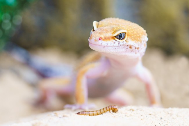 Australian man dies after eating a gecko as part of a party dare and it rotted him from the inside and his testicles were swollen before his death.