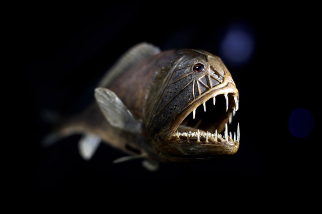 fangtooth fish