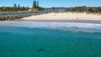 Drone Captures The Moment A Great White Shark Comes Alarmingly Close To Children Playing In The Water