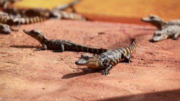 Hundreds Of Baby Crocodiles Are Living AND THRIVING Near A Florida Nuclear Power Plant