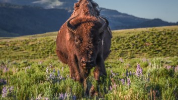 Massive Bison Angrily Charges At Little Girl And Sends Her Into Orbit While Coward Parents Head For The Hills