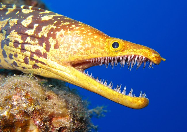 moray fish
