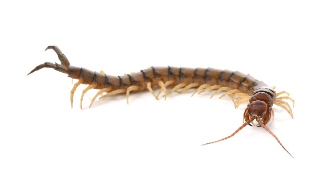 Chinese vlogger who ate insects and geckos during his livestream, dies after eating a toxic centipede.